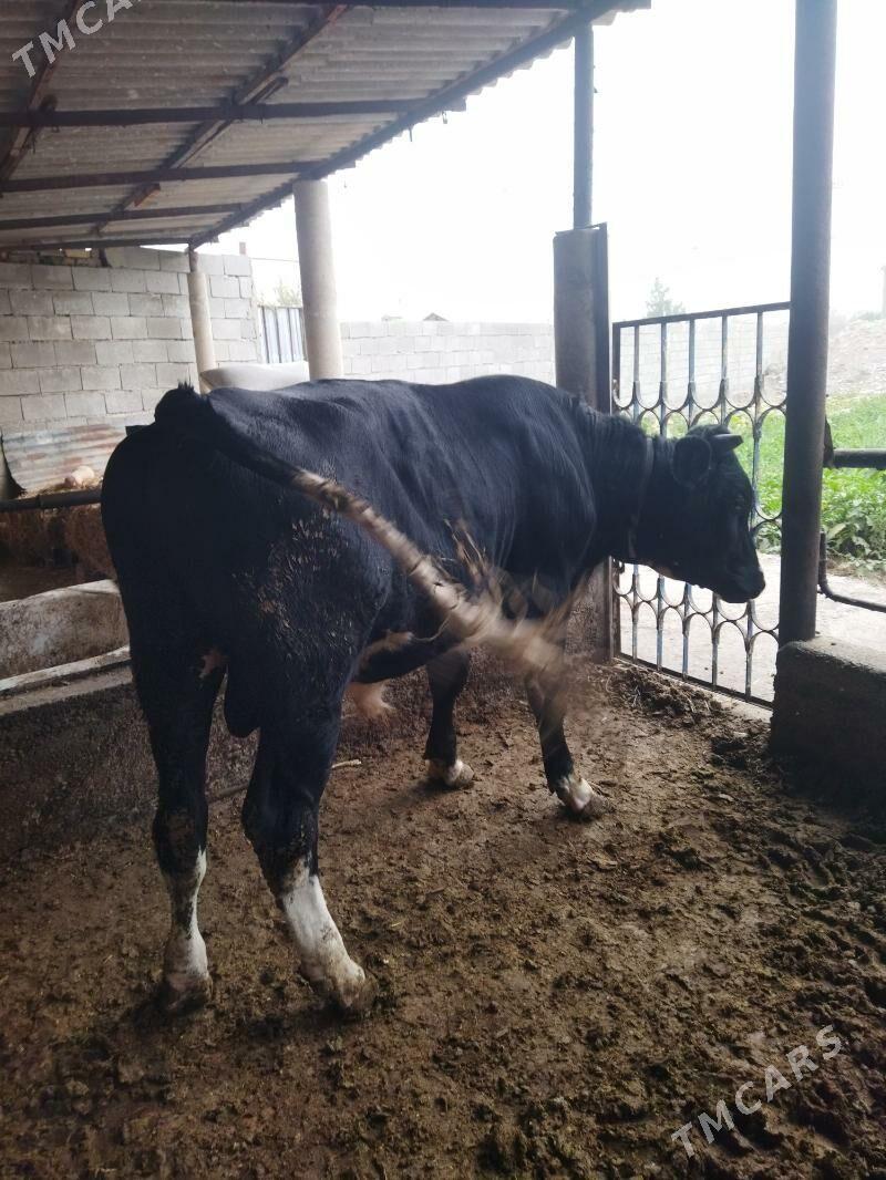 gibrid ōkūz - Büzmeýin - img 1