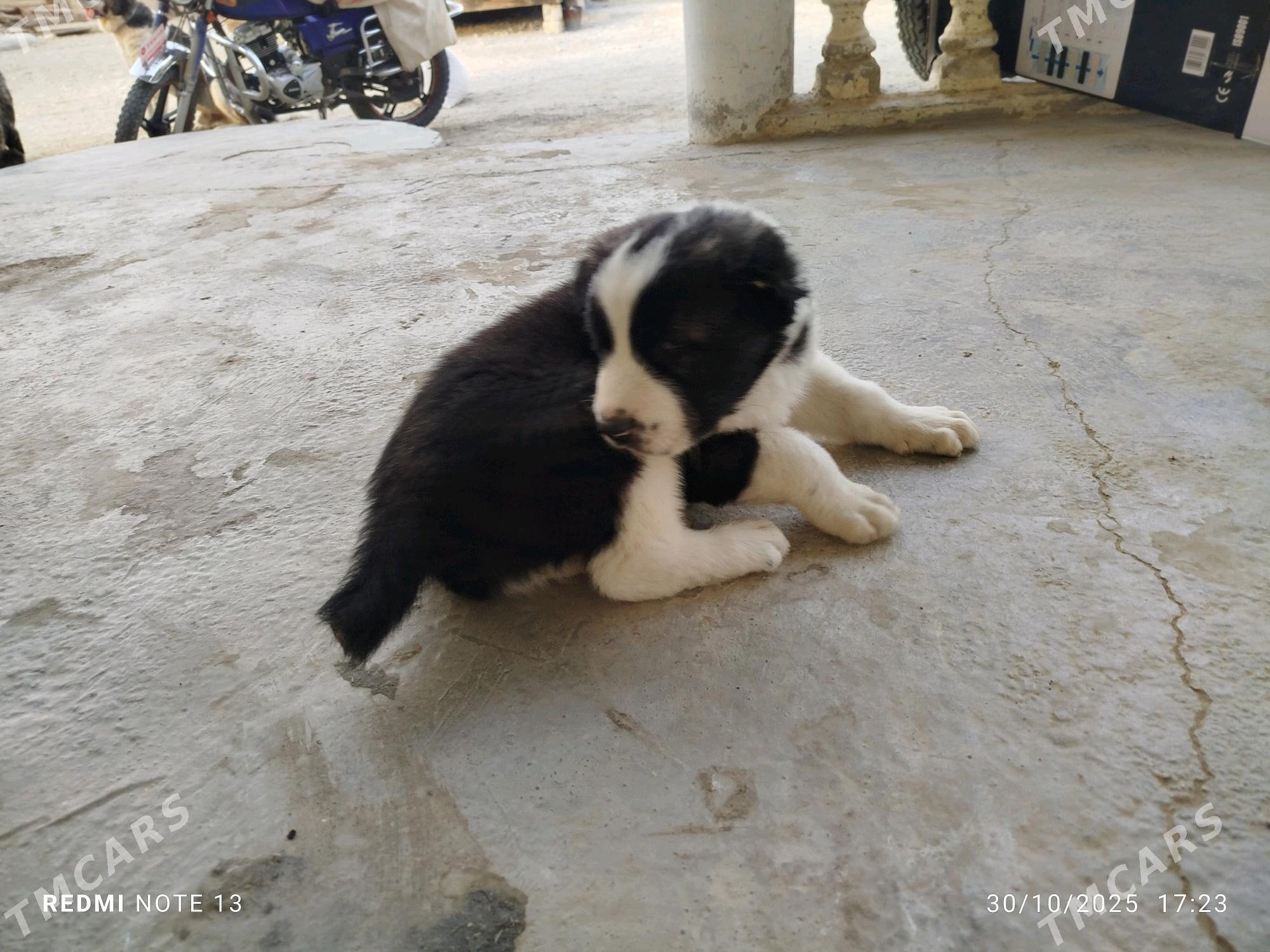 1 aylyk gujik - Берекет - img 1