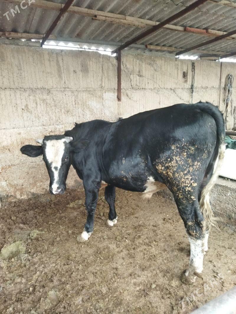 gibrid ōkūz - Büzmeýin - img 4