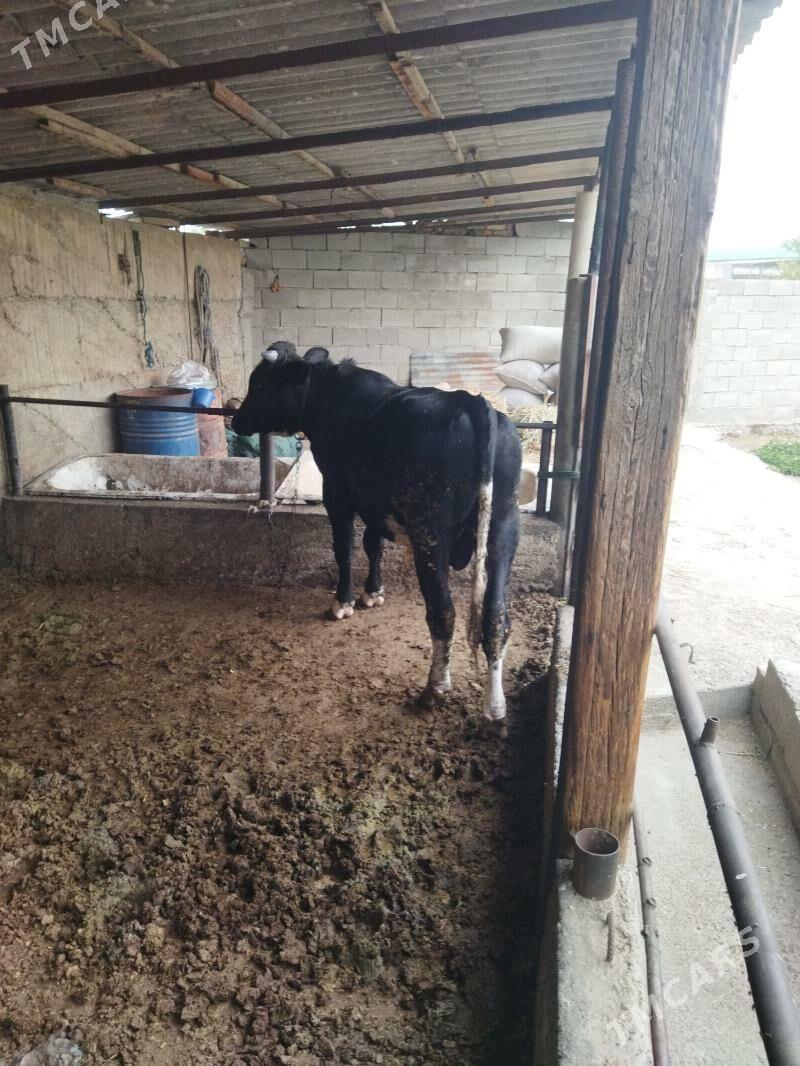 gibrid ōkūz - Büzmeýin - img 5