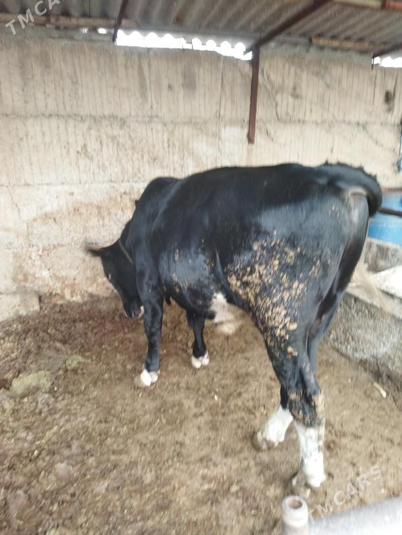 gibrid ōkūz - Büzmeýin - img 3