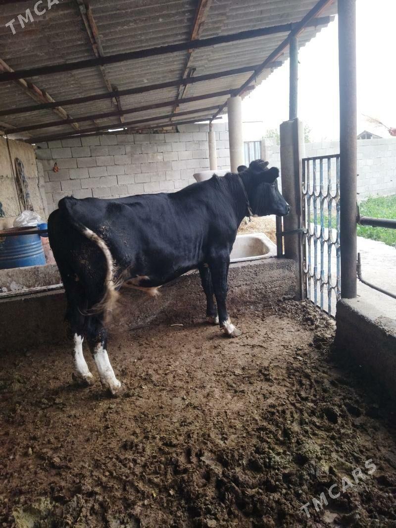 gibrid ōkūz - Büzmeýin - img 2