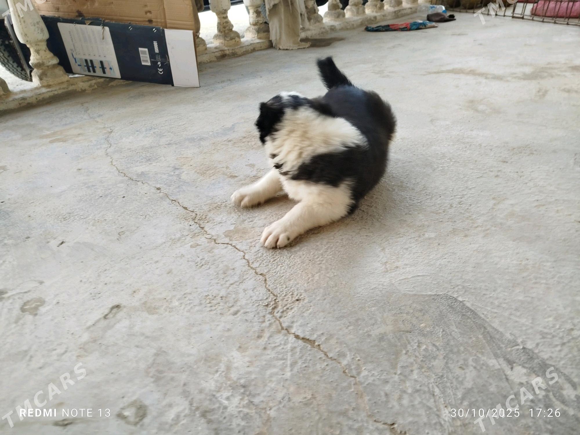 1 aylyk gujik - Берекет - img 2