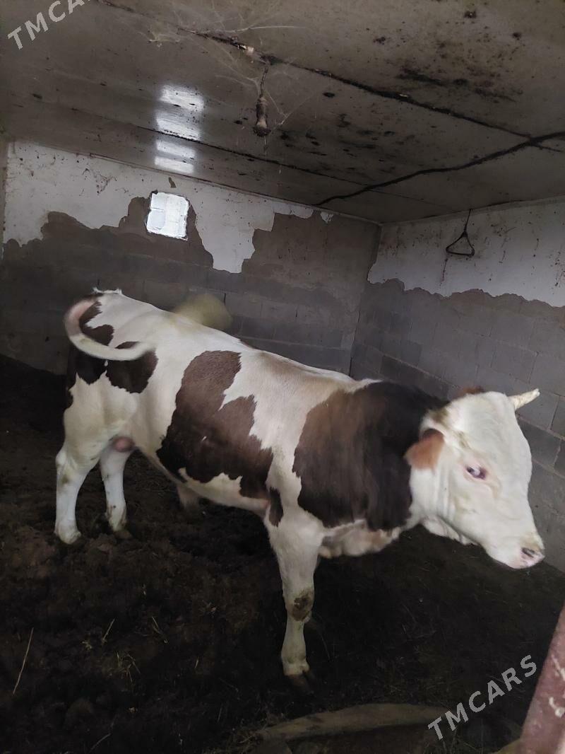 okuz - Ak bugdaý etraby - img 3