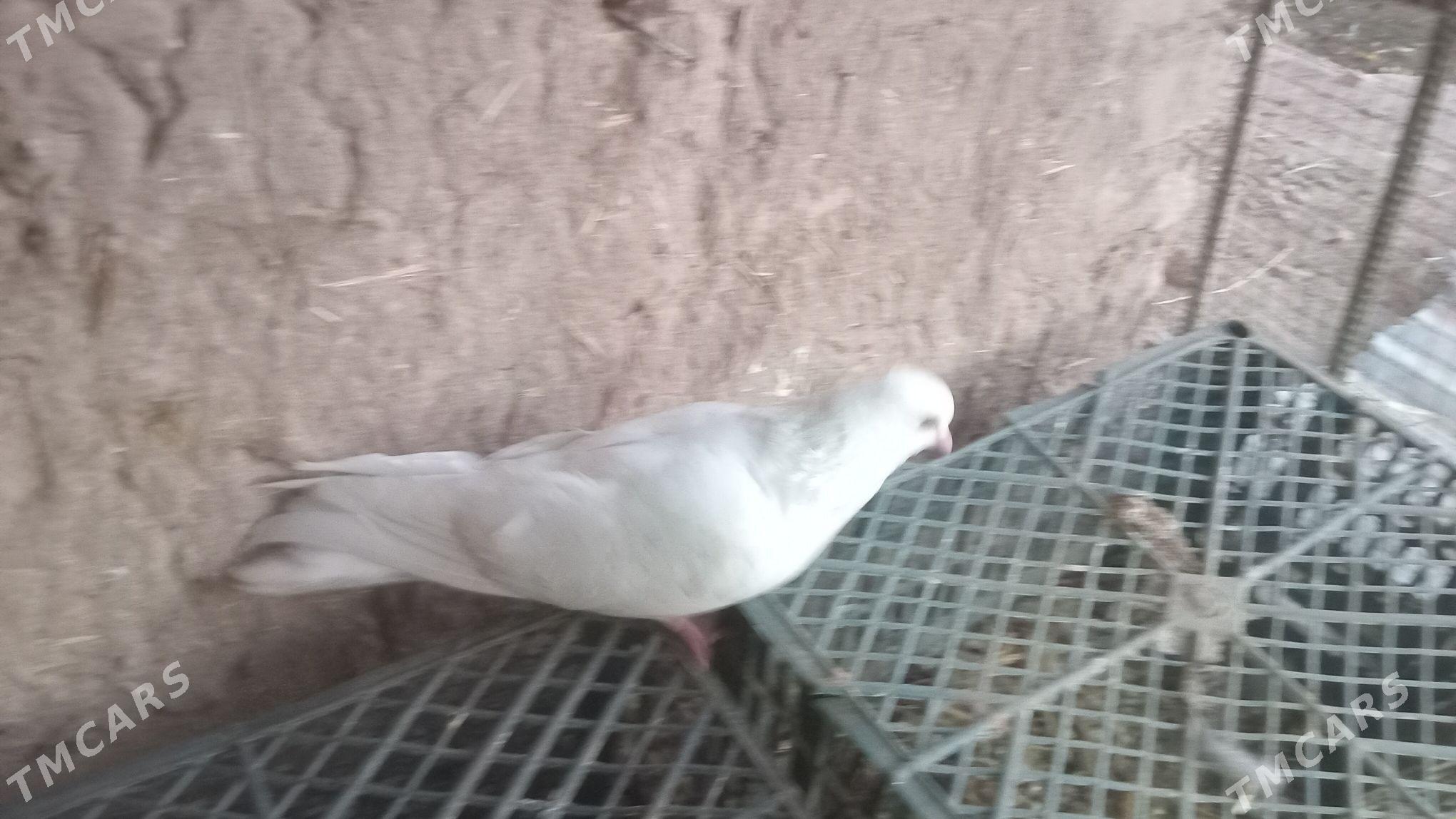 kepderler - Туркменабат - img 4