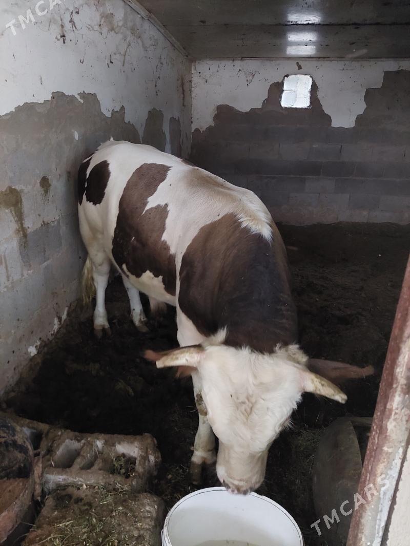 okuz - Ak bugdaý etraby - img 1