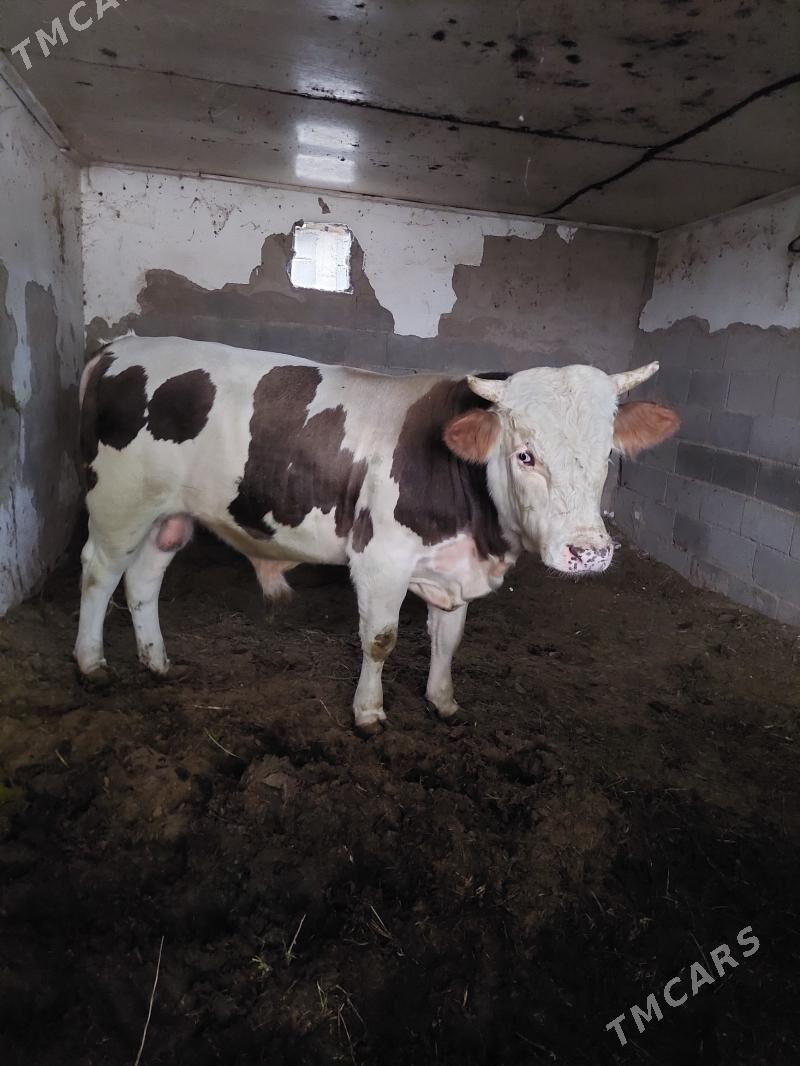 okuz - Ak bugdaý etraby - img 2