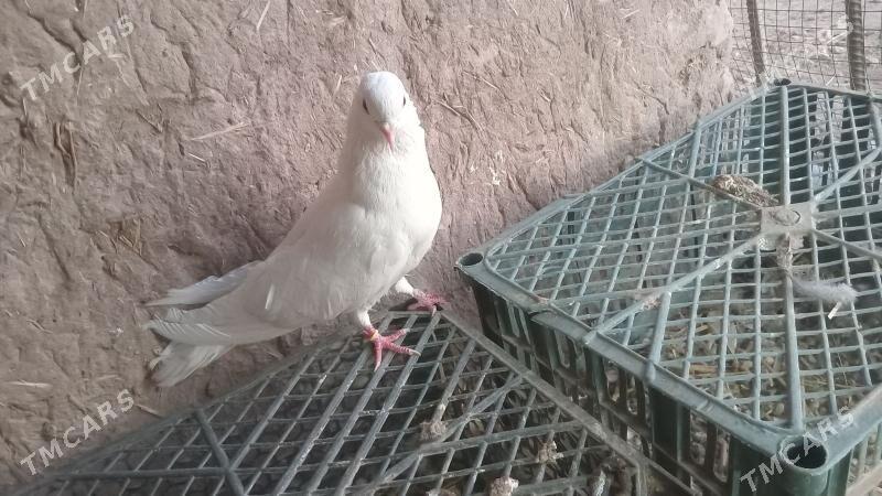 kepderler - Туркменабат - img 2