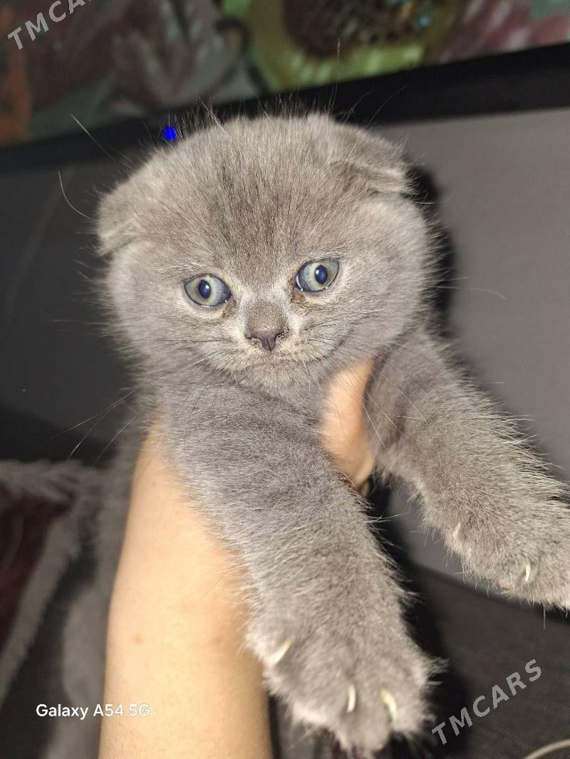 Şatlanskiy koska - Дашогуз - img 1