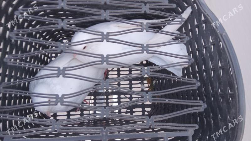 kepderler - Туркменабат - img 3