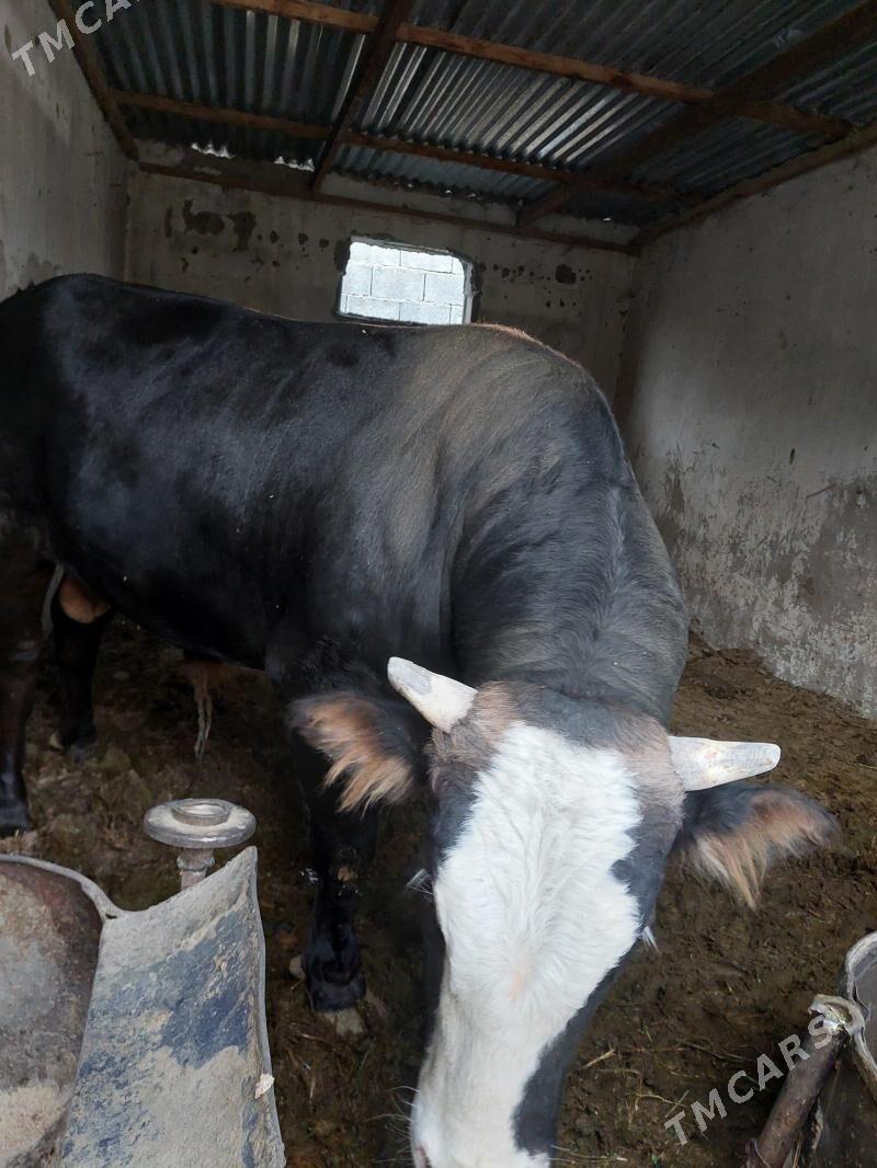 okuz - Ak bugdaý etraby - img 2