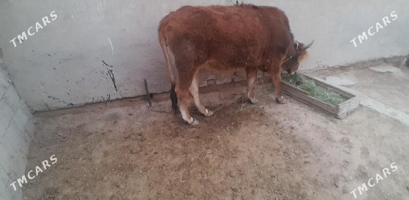 sygyr - Теджен - img 1