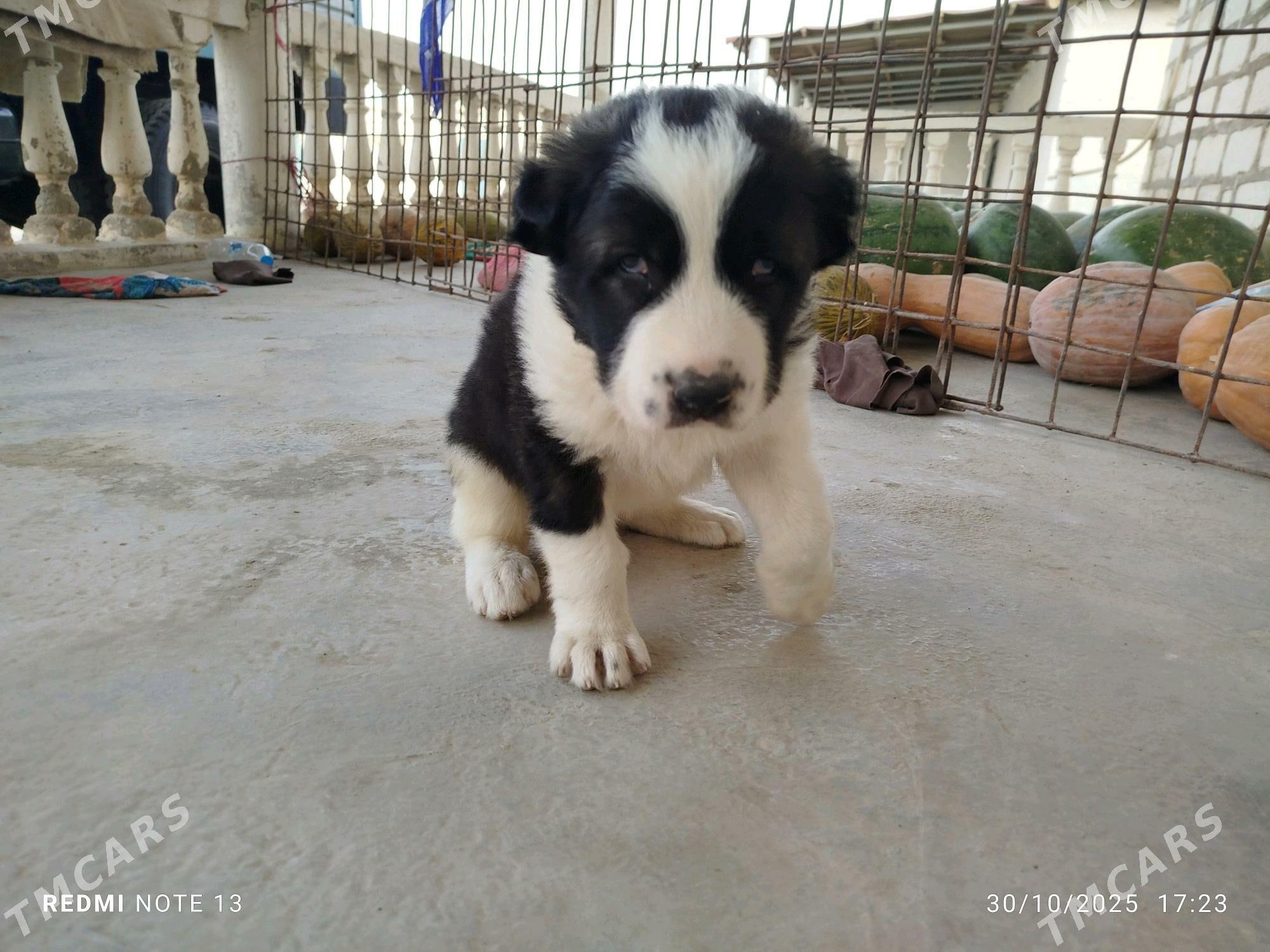 1 aylyk gujik - Берекет - img 4