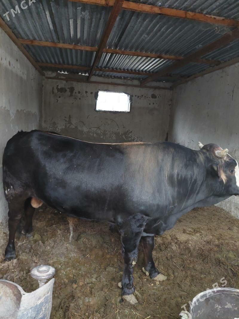 okuz - Ak bugdaý etraby - img 1