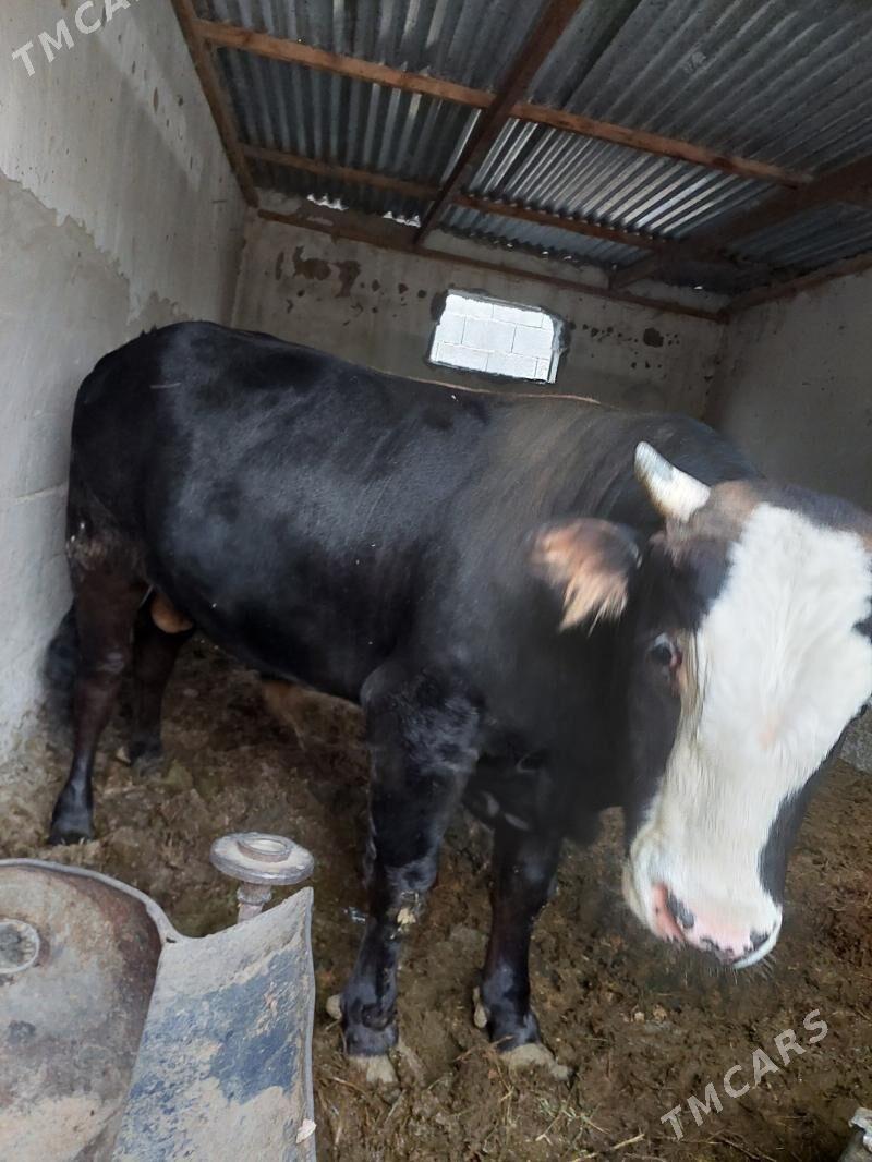 okuz - Ak bugdaý etraby - img 3