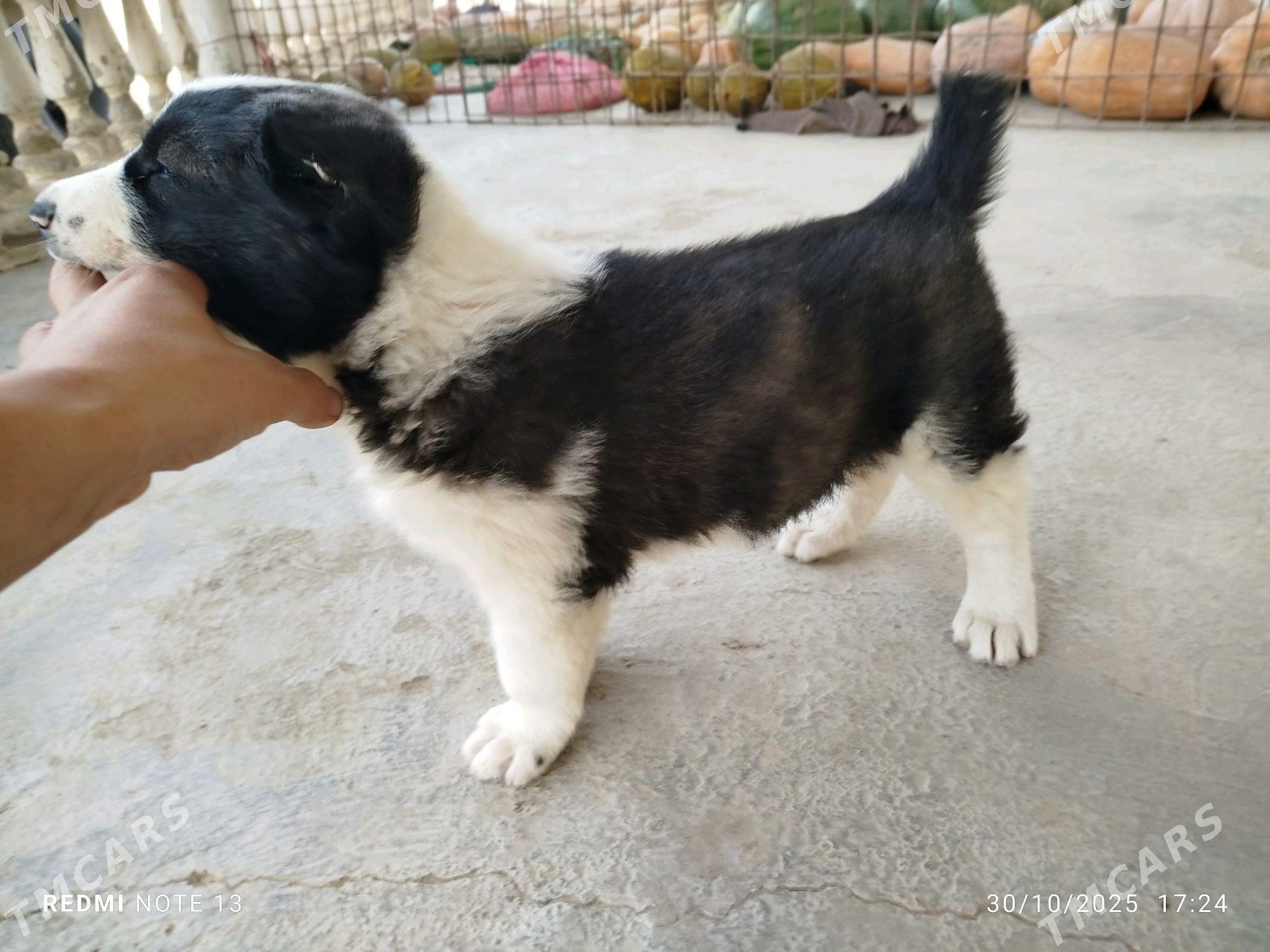 1 aylyk gujik - Берекет - img 3