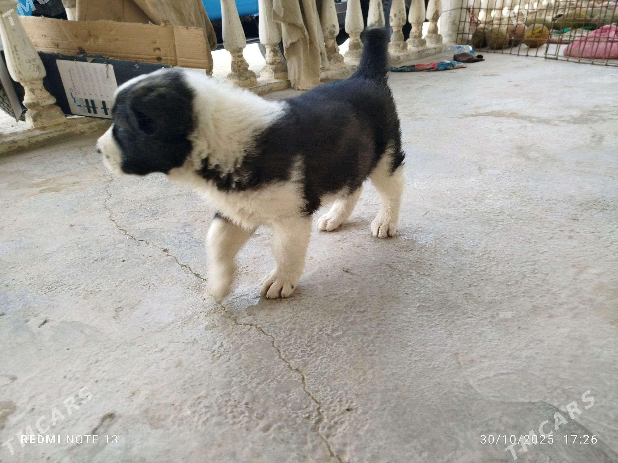 1 aylyk gujik - Берекет - img 5