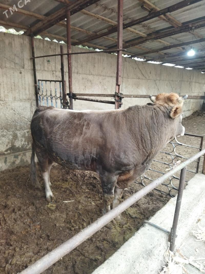 ōkūz - Büzmeýin - img 2