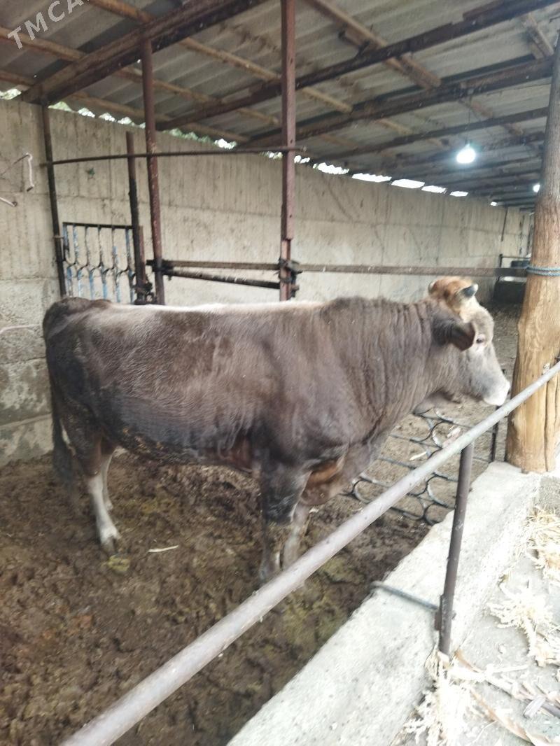 ōkūz - Büzmeýin - img 3