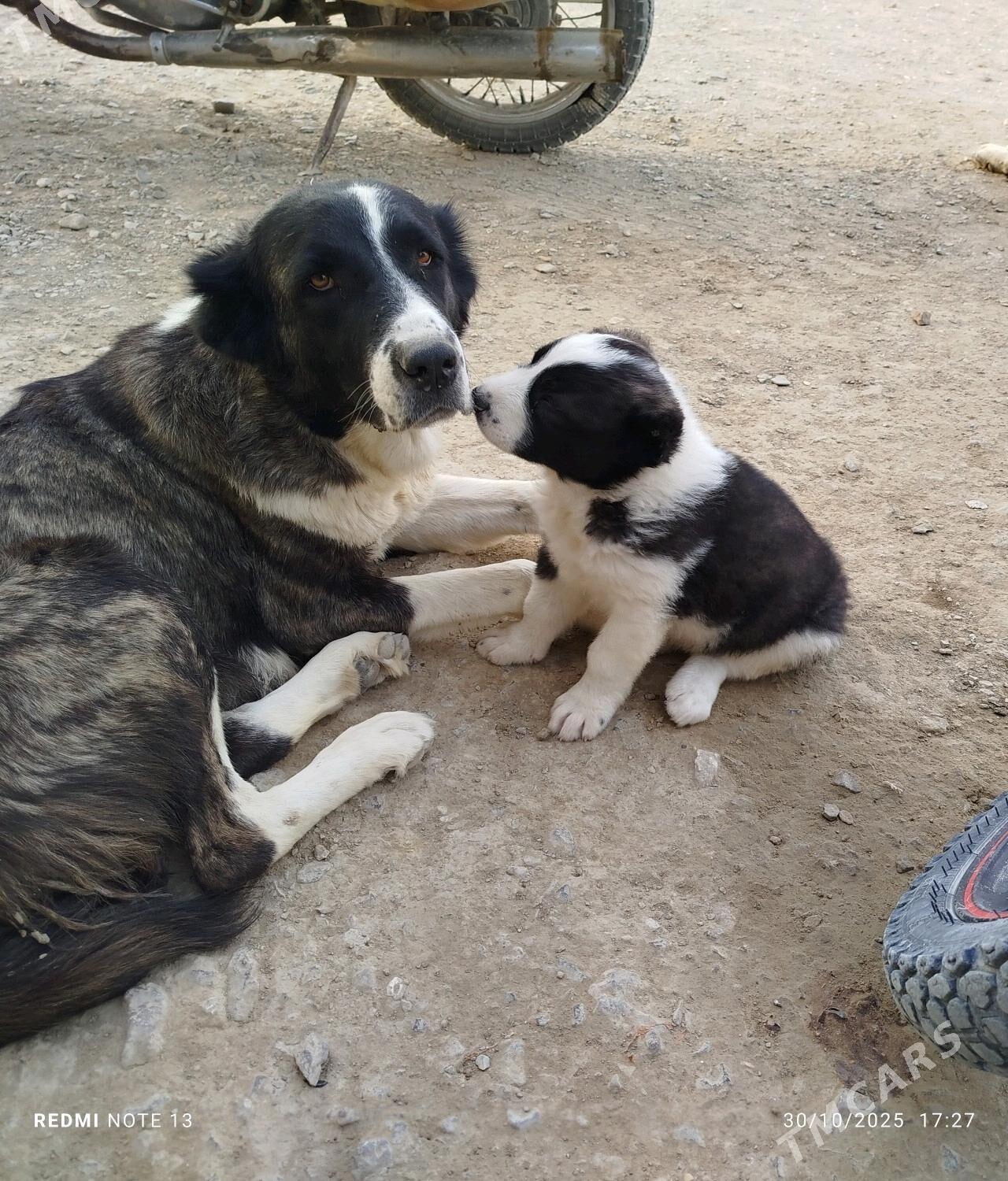 1 aylyk gujik - Берекет - img 7