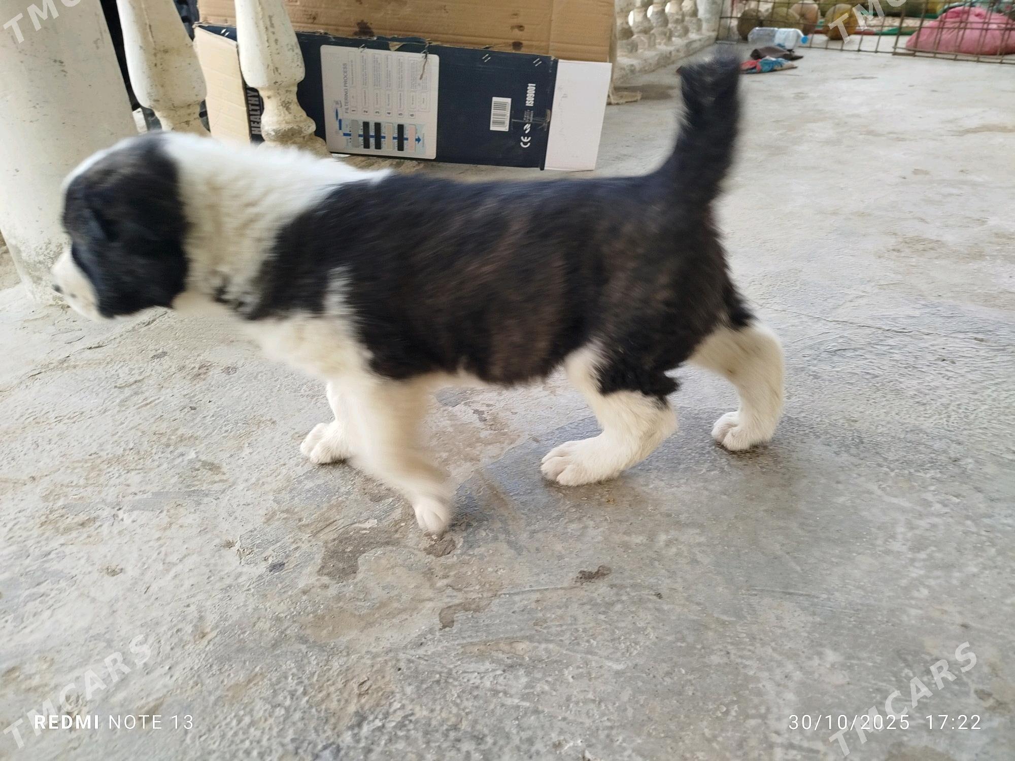 1 aylyk gujik - Берекет - img 6