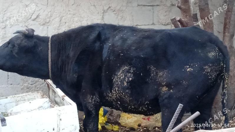 okz,sygyr,bakylann - Бахарден - img 3