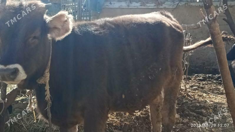 okz,sygyr,bakylann - Бахарден - img 4