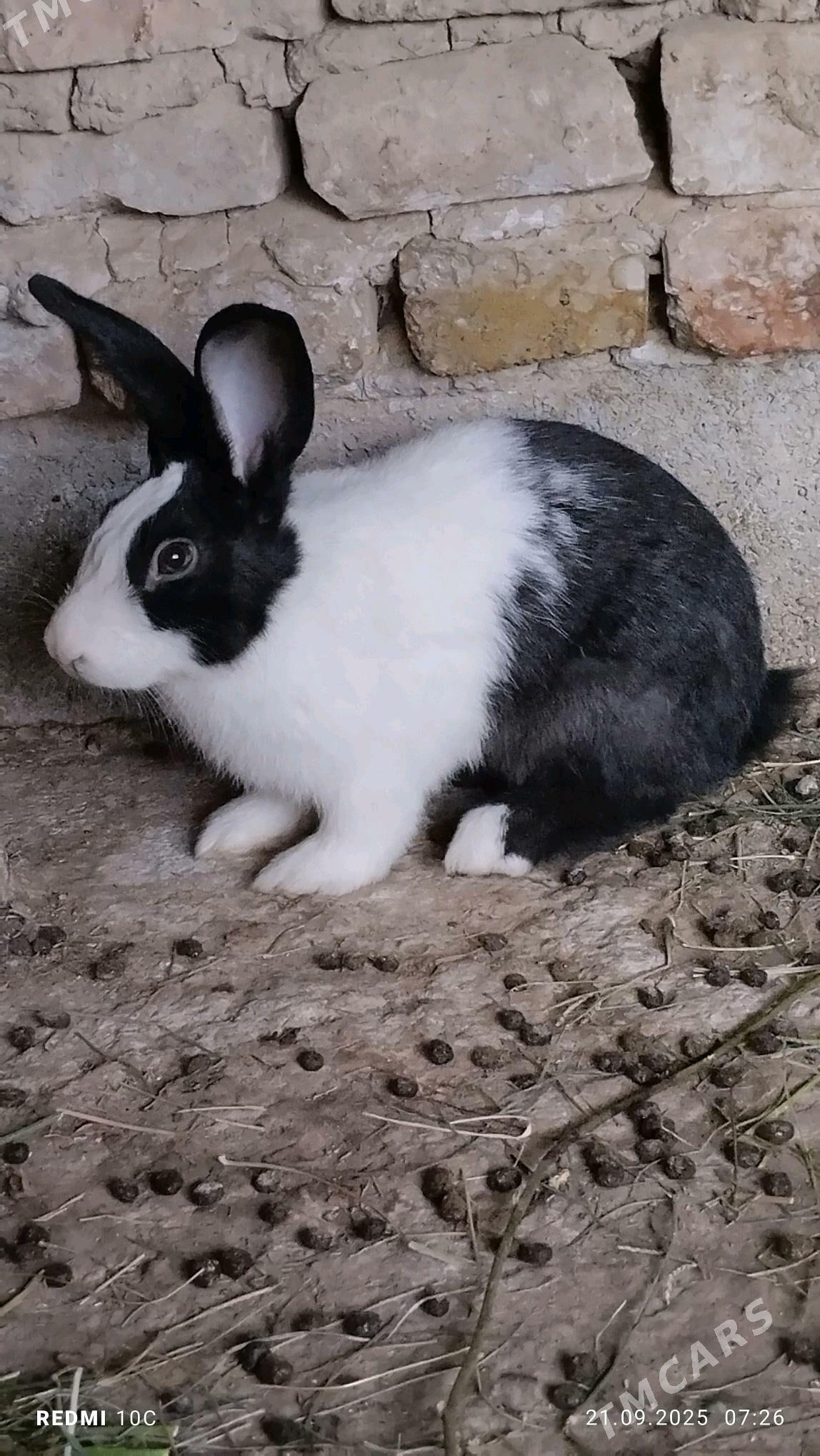 Towsan - Kaka - img 1