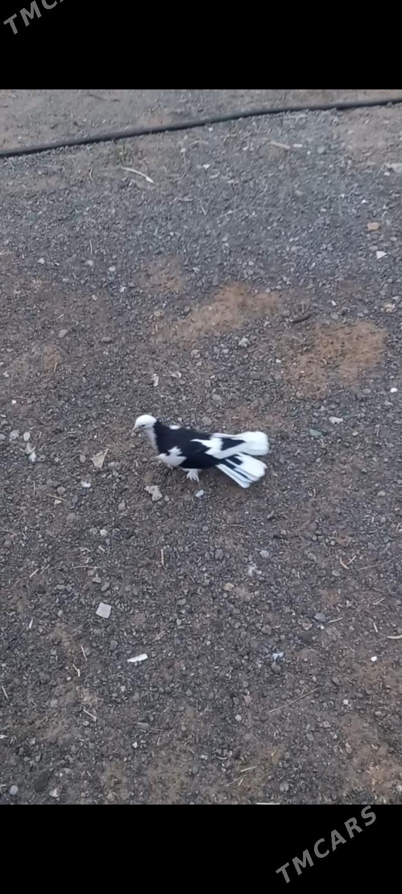 kepderi - Garadamak - img 3