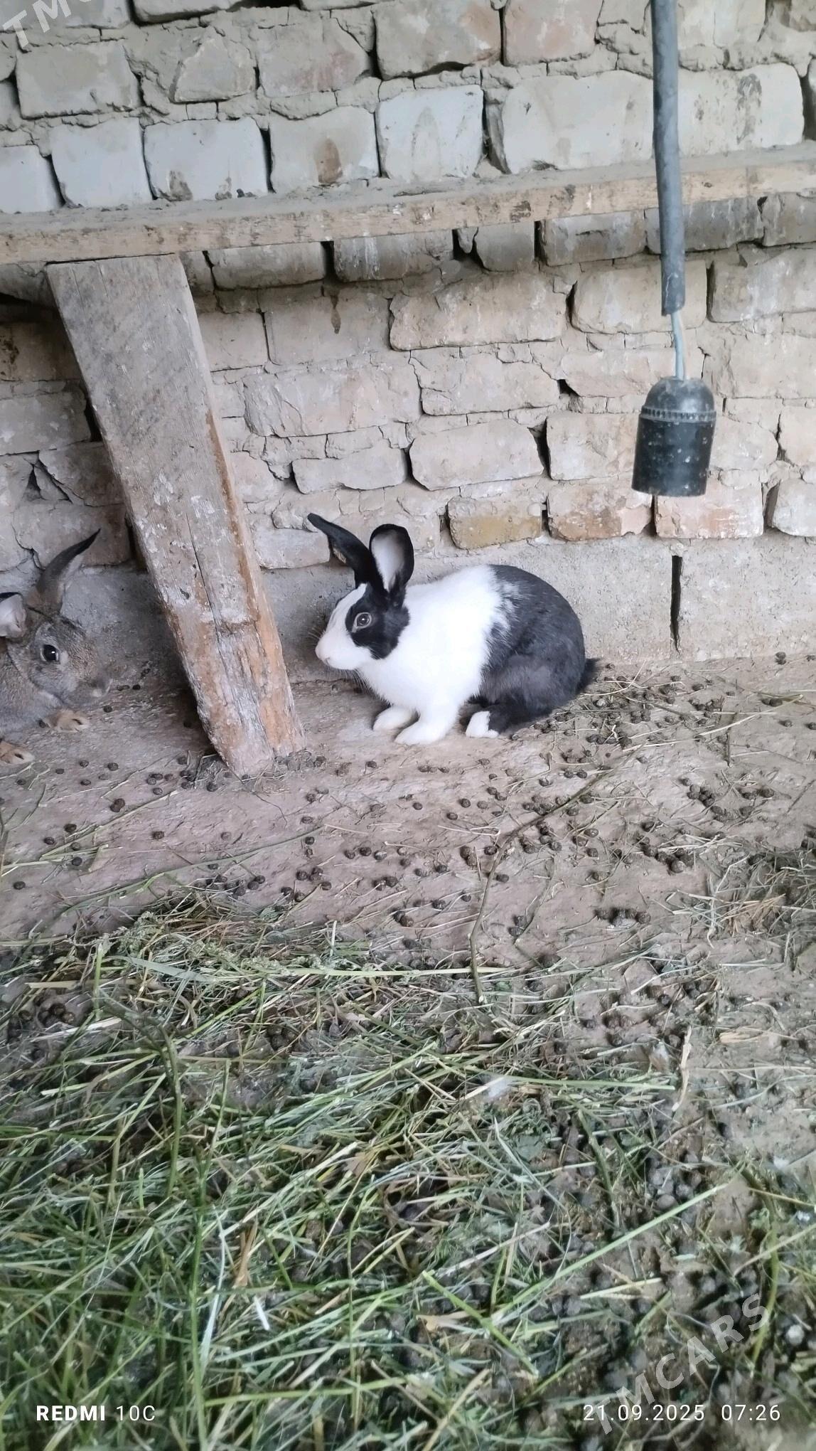 Towsan - Kaka - img 2