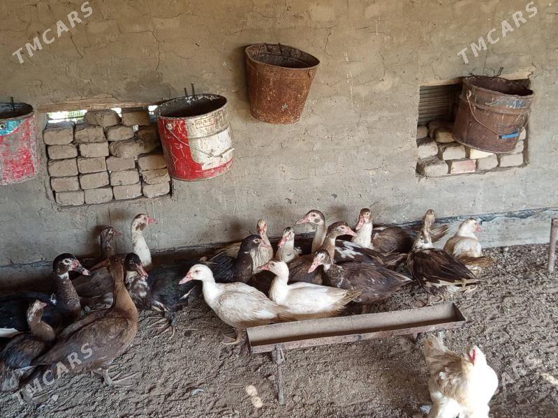 ordek - Векильбазар - img 2