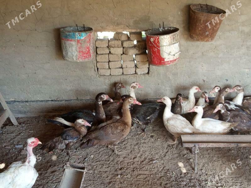 ordek - Векильбазар - img 1