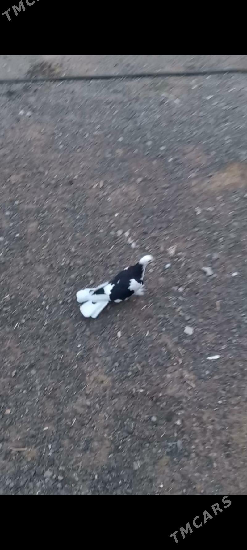 kepderi - Garadamak - img 4