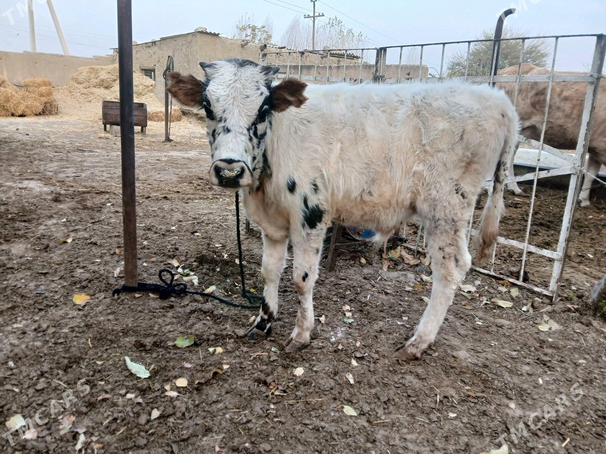 tohum oküzler - Бахарден - img 1