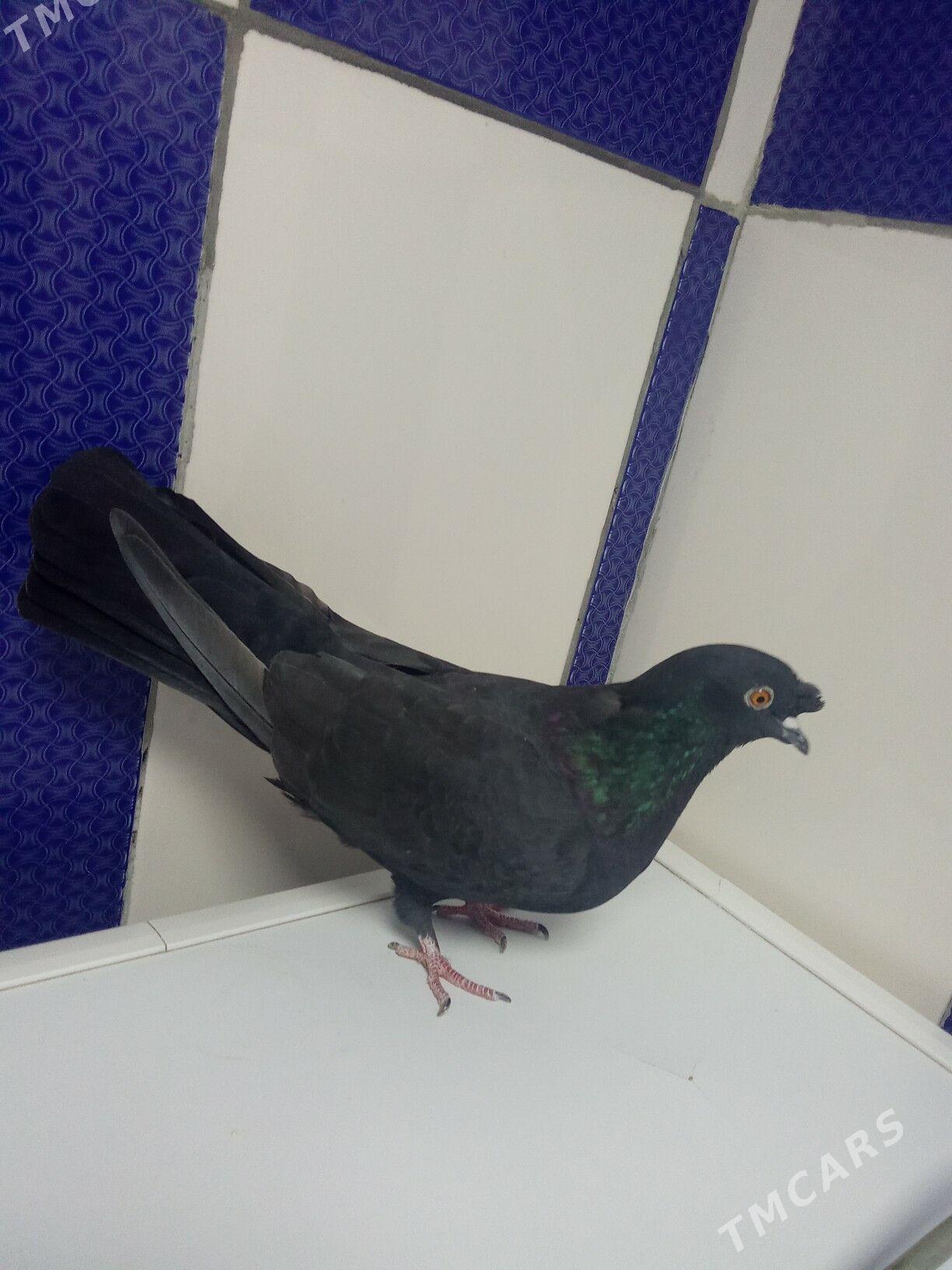 kepderi - Гызыларбат - img 1