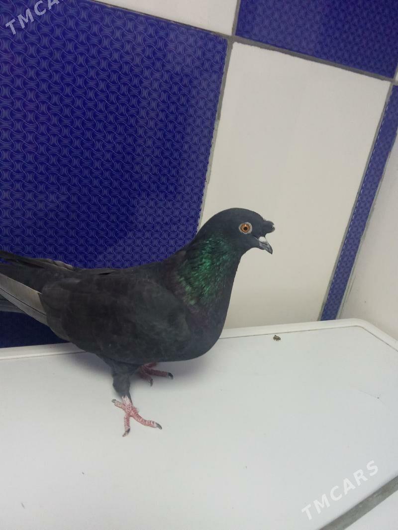 kepderi - Гызыларбат - img 2