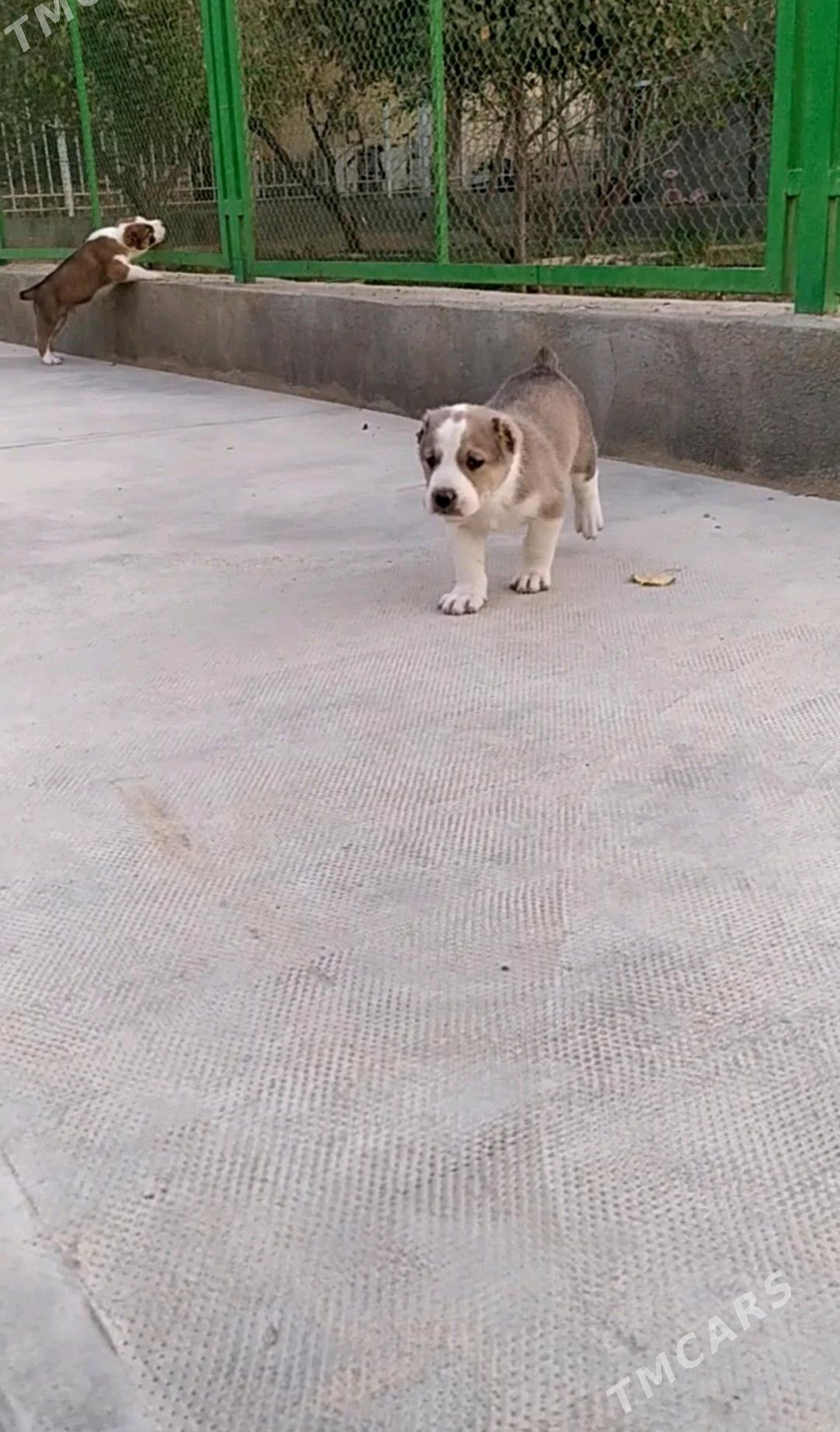 alabay tohum erkek güjük - Ашхабад - img 1