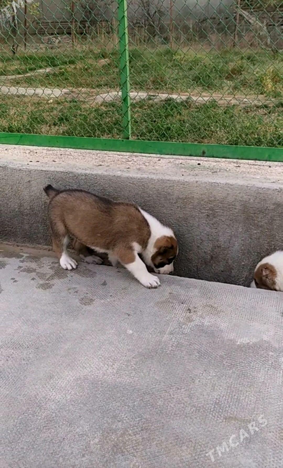 alabay tohum erkek güjük - Ашхабад - img 2