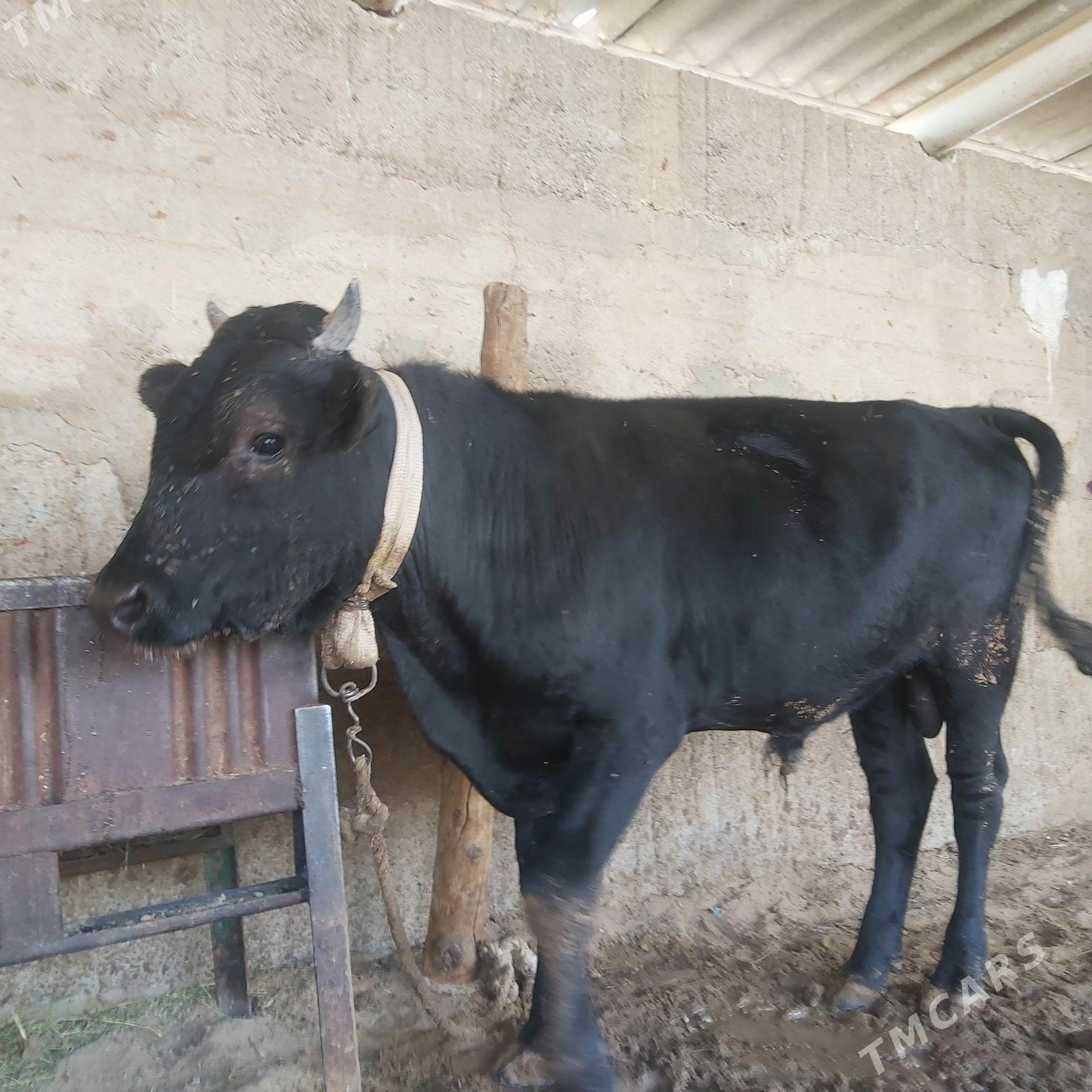 oküz - Bagyr - img 1