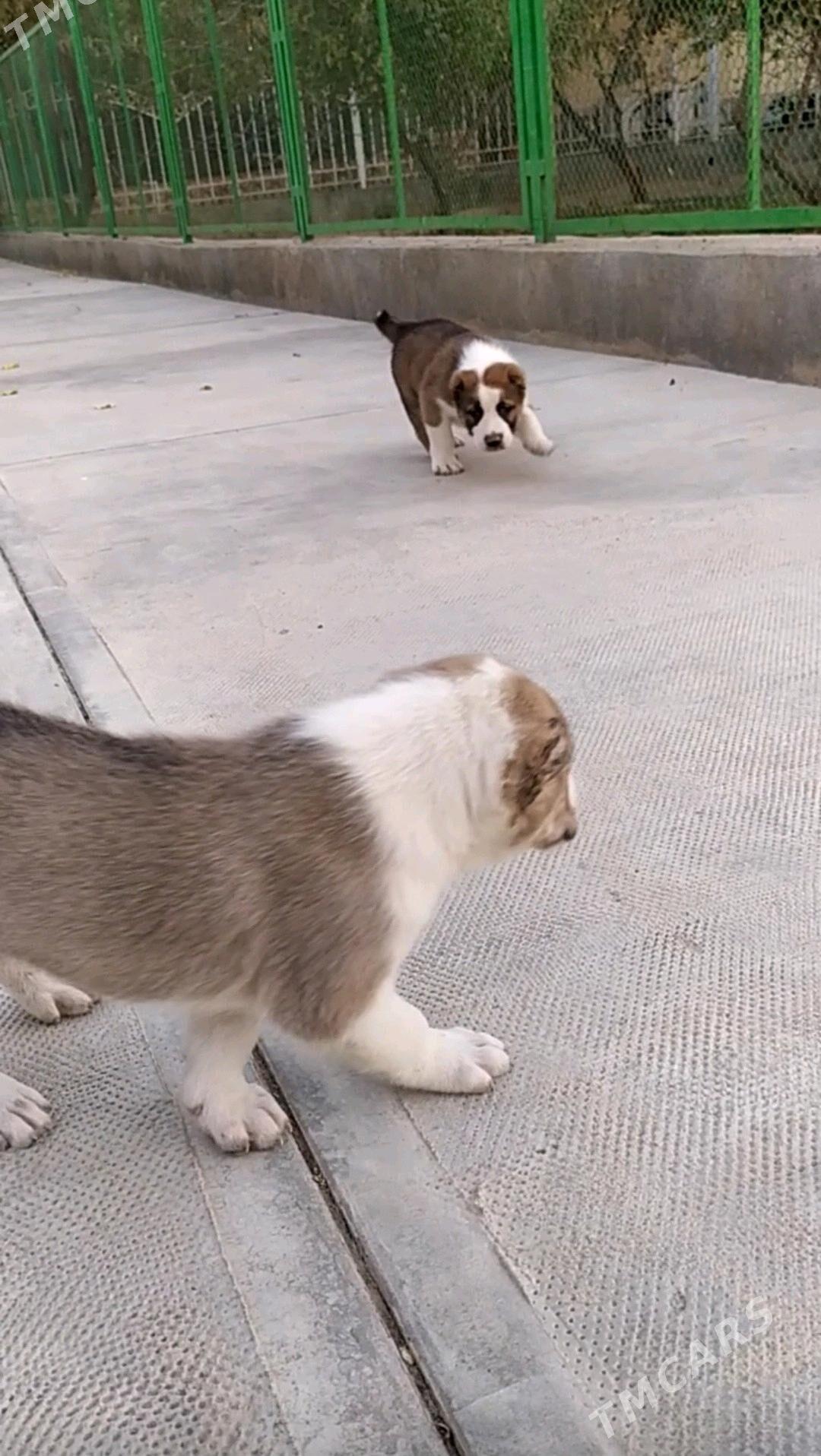 alabay tohum erkek güjük - Ашхабад - img 4