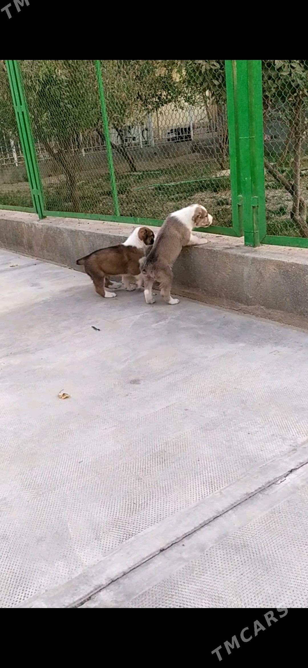 alabay tohum erkek güjük - Ашхабад - img 3
