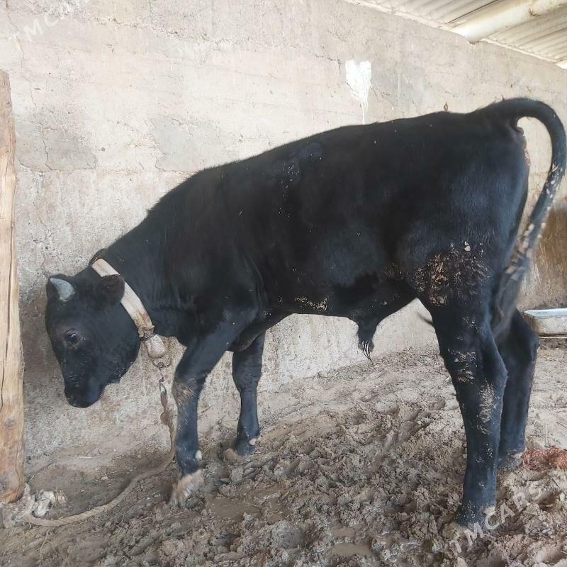 oküz - Bagyr - img 2