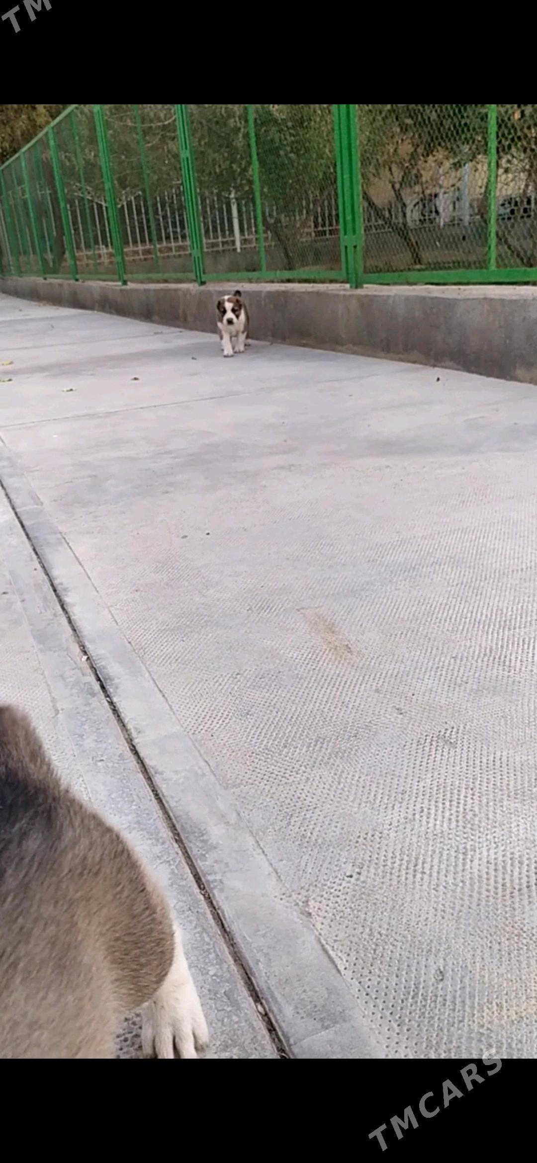 alabay tohum erkek güjük - Ашхабад - img 5