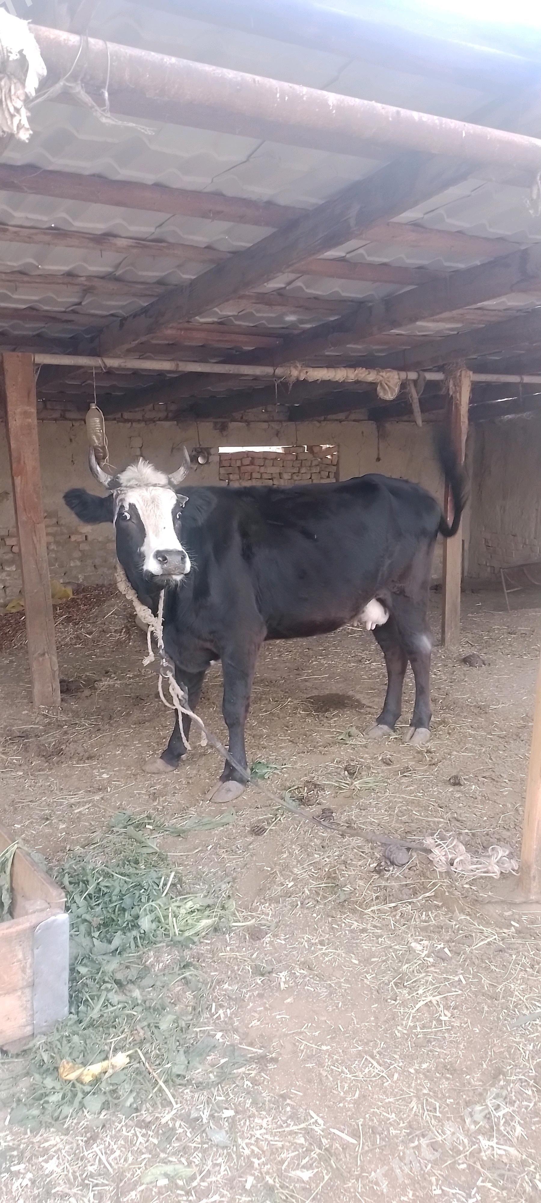 Sygyr - Бахарден - img 1