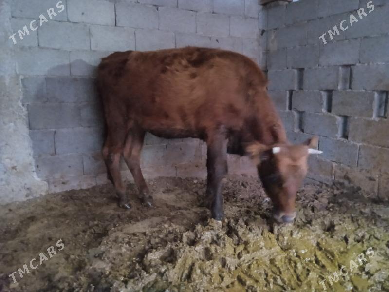 tüwe - Ашхабад - img 1