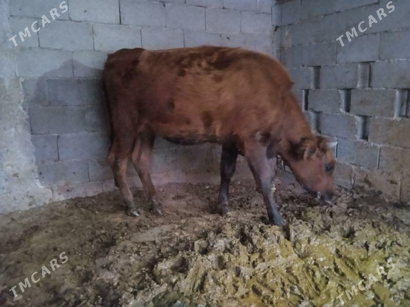 tüwe - Ашхабад - img 2