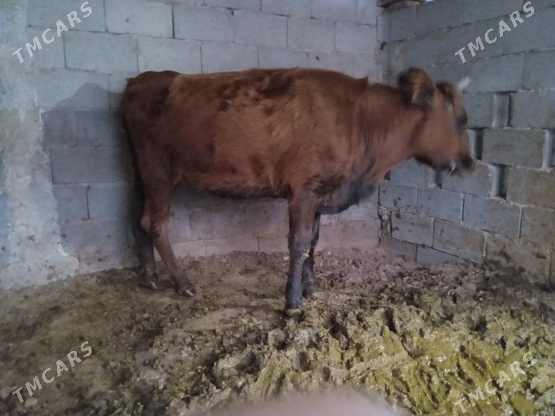 tüwe - Ашхабад - img 3