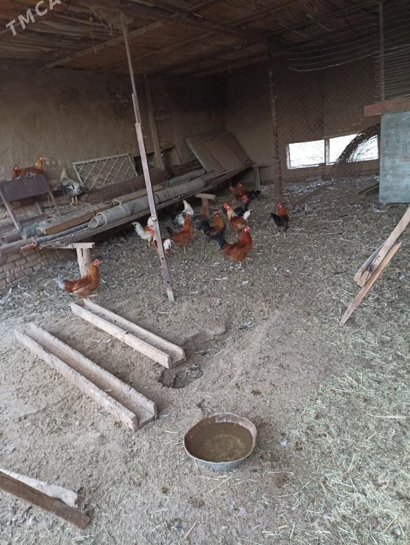 Horaz - Mary - img 1