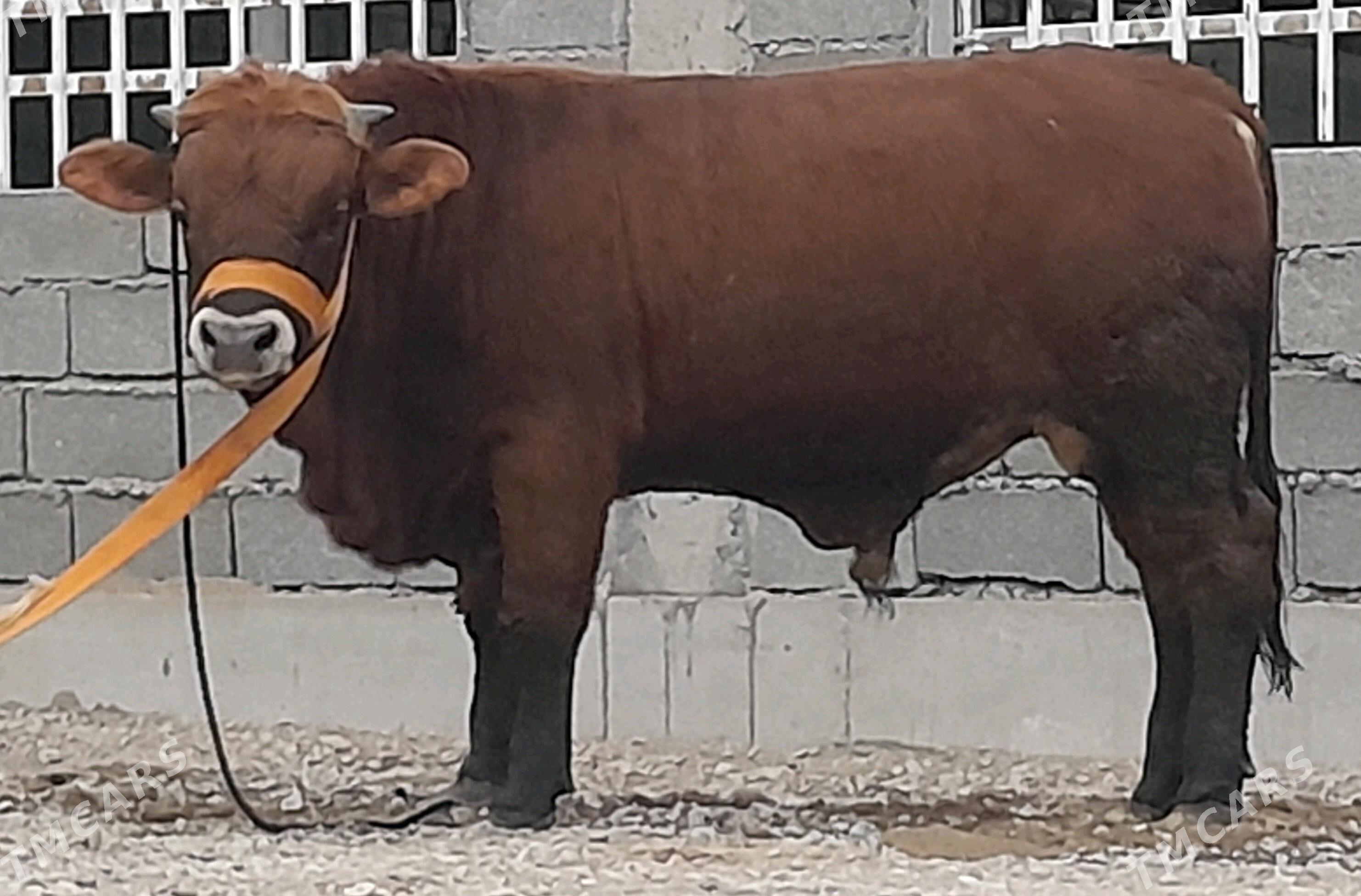 OKUZ - Ашхабад - img 2