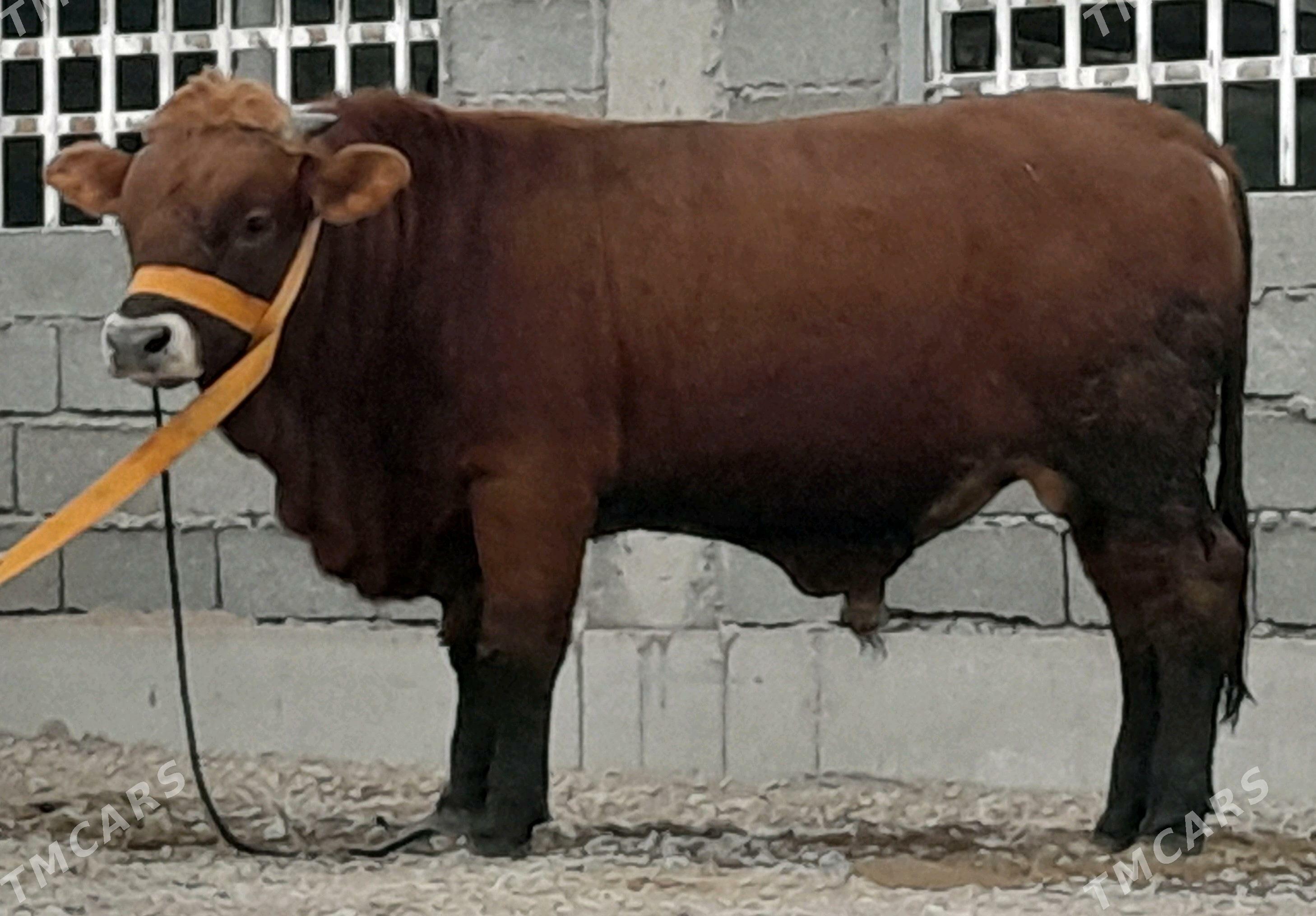 OKUZ - Ашхабад - img 1